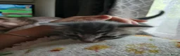 Bengal cats for sale: Beautiful Bengal Kittens  in Littlehampton - Advert 2
