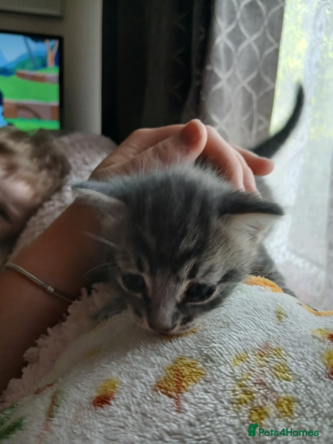 Bengal cats for sale: Beautiful Bengal Kittens  in Littlehampton - Advert 2