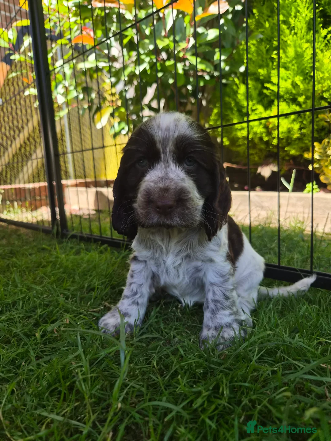 Cocker Spaniel dogs for sale: Show type cocker pups - Advert 1