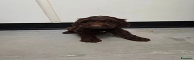 Cockapoo 1