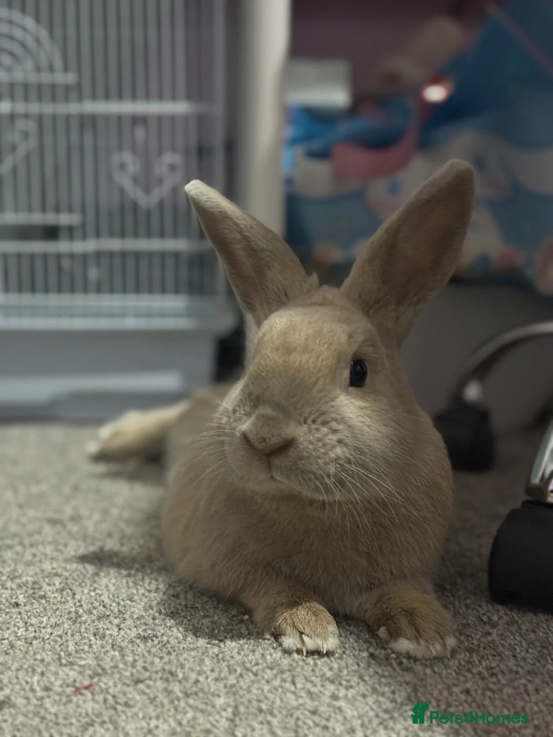 Mixed Breed rabbits for sale: Rabbit and cage for sale  in Oldham - Advert 1