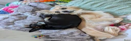 Chihuahua dogs for adoption: Sookie and Piper - Bonded Pair for Adoption 🩷  - Advert 5