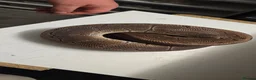 Python Snake reptiles for sale: Various Ball Pythons in Wellingborough - Advert 14
