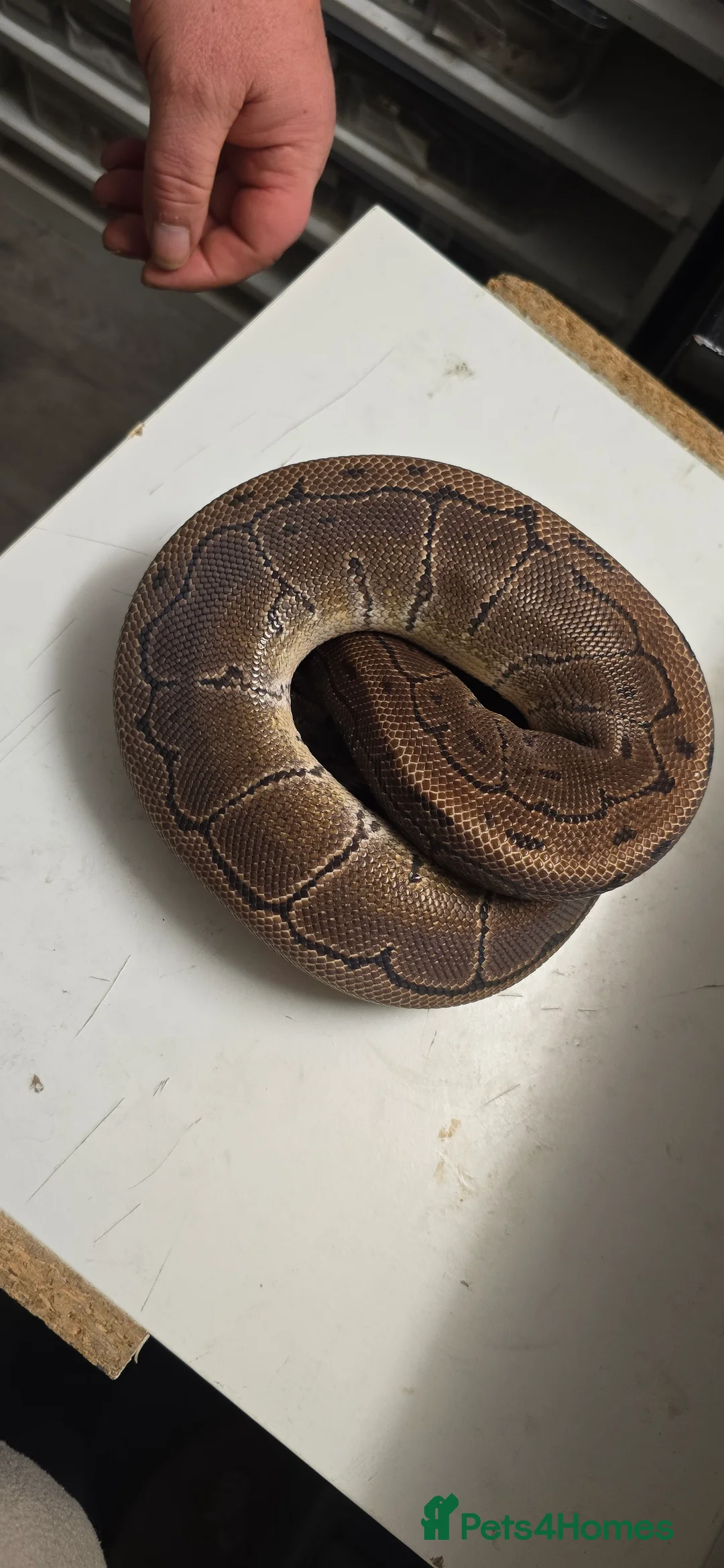 Python Snake reptiles for sale: Various Ball Pythons in Wellingborough - Advert 14