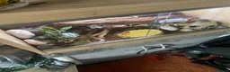 Snake reptiles for sale: 2025 female wildtype Western Hognose 66% Het Snow in Swansea - Advert 3