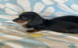 Dachshund dogs for sale: Adorable dachshund puppies ready to leave - Image 10