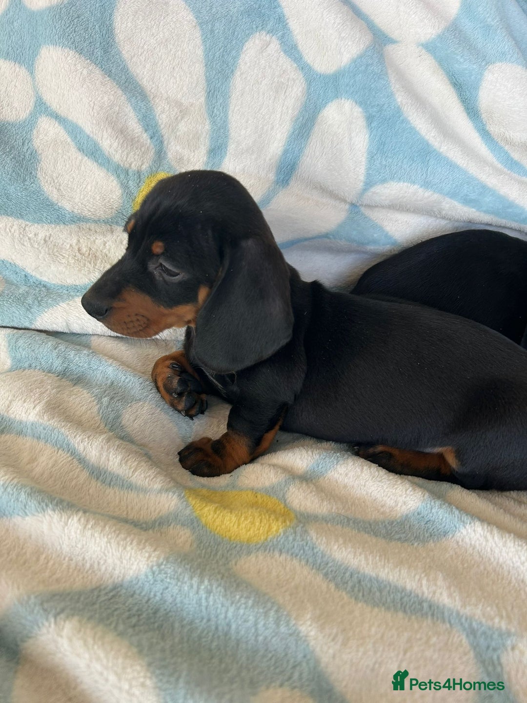Dachshund dogs for sale: Adorable dachshund puppies ready to leave - Image 10