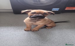 Mixed Breed dogs for sale: Beautiful Ridgeback Staffy x Rottweiler Puppies - Advert 6