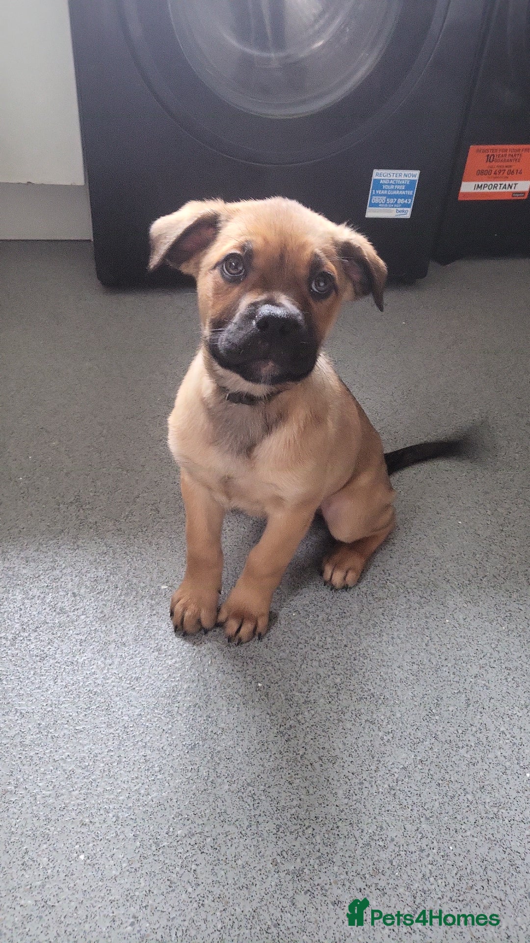 Mixed Breed dogs for sale: Beautiful Ridgeback Staffy x Rottweiler Puppies - Advert 6
