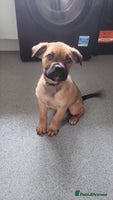 Mixed Breed dogs Beautiful Ridgeback Staffy x Rottweiler Puppies - Advert 6