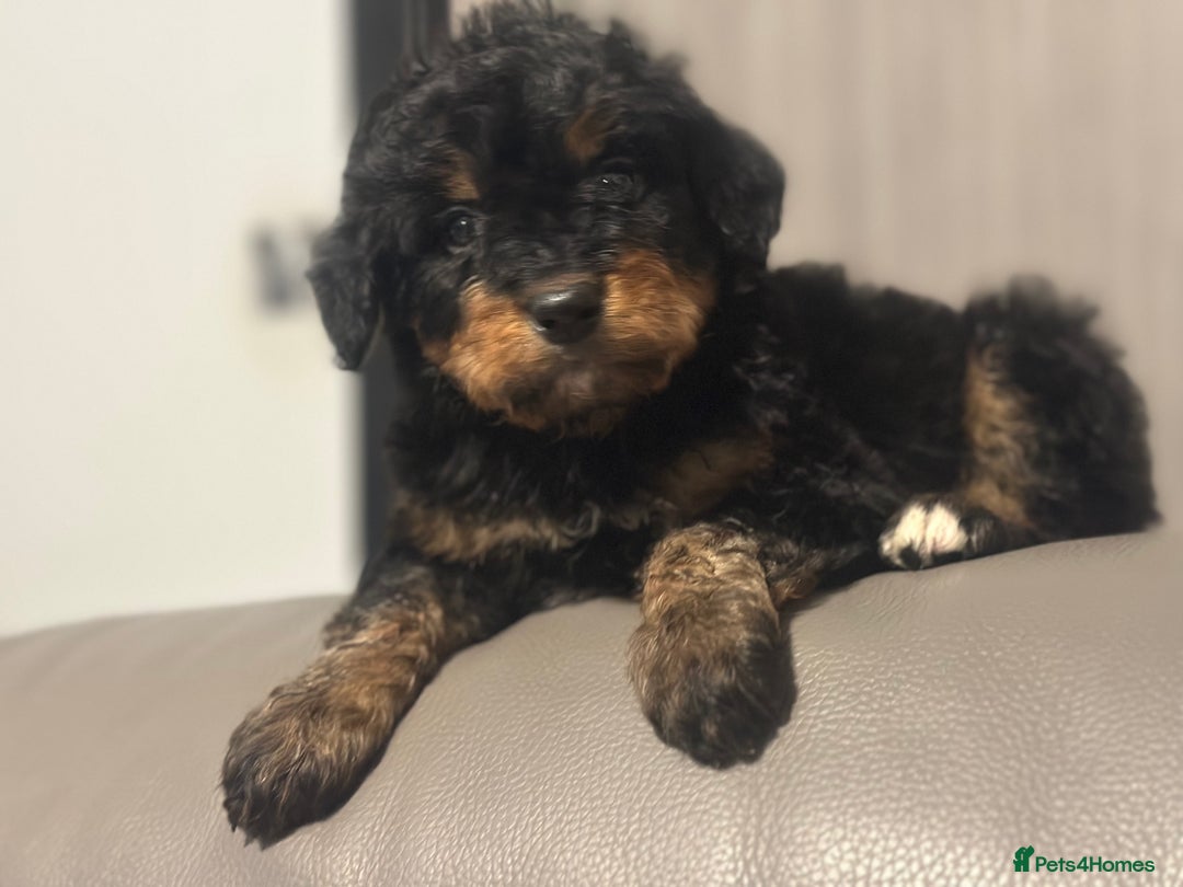 Bernedoodle dogs for sale: F1 BERNADOODLE BOYS AND GIRLS - Advert 22