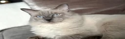 Ragdoll cats for sale: Blue Point Ragdoll Kittens  - Advert 4