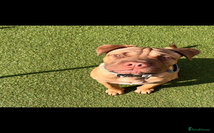 Mixed Breed dogs - Advert 1