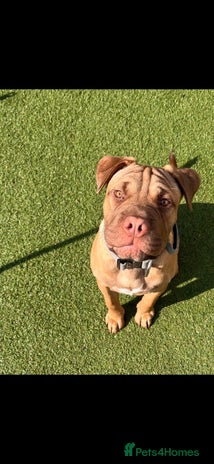 Mixed Breed dogs - Advert 4