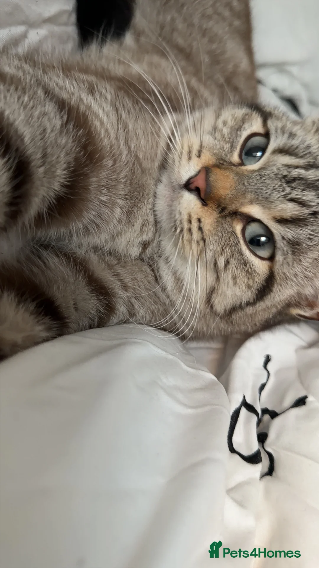 Mixed Breed cats for sale: Selling for friend - Grey Tabby cat  - Advert 1