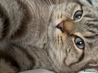 Mixed Breed cats Selling for friend - Grey Tabby cat - Advert 1