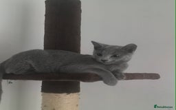Russian Blue cats for sale: Tica registered kittens  - Image 7