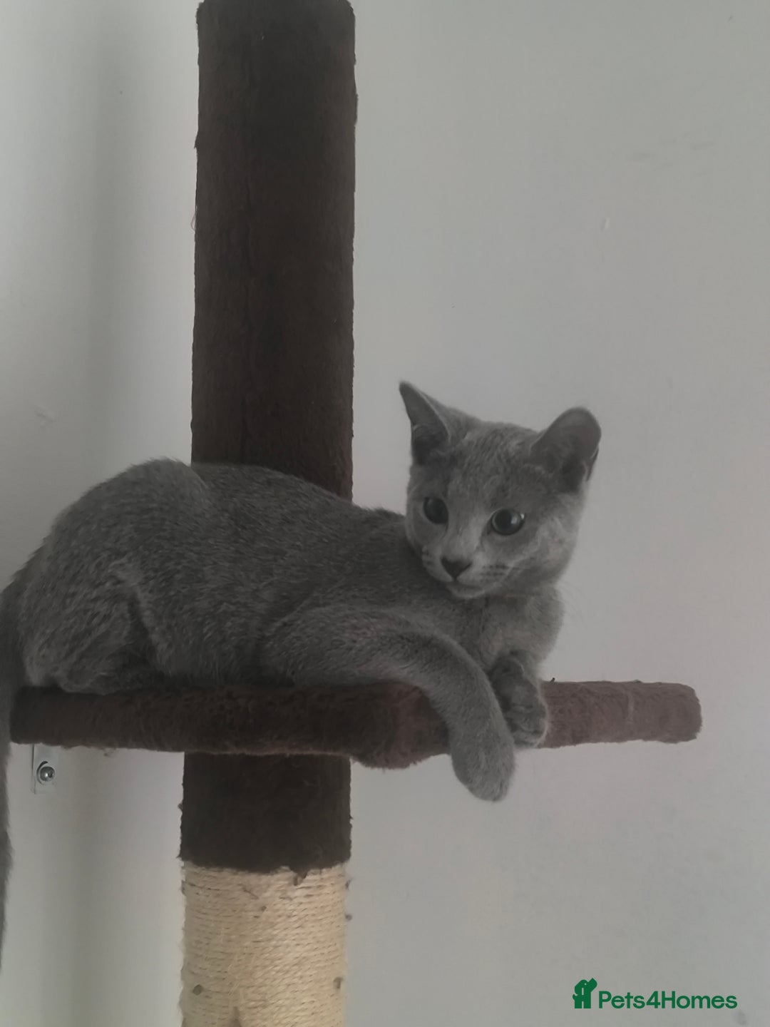 Russian Blue cats for sale: Tica registered kittens  - Image 7