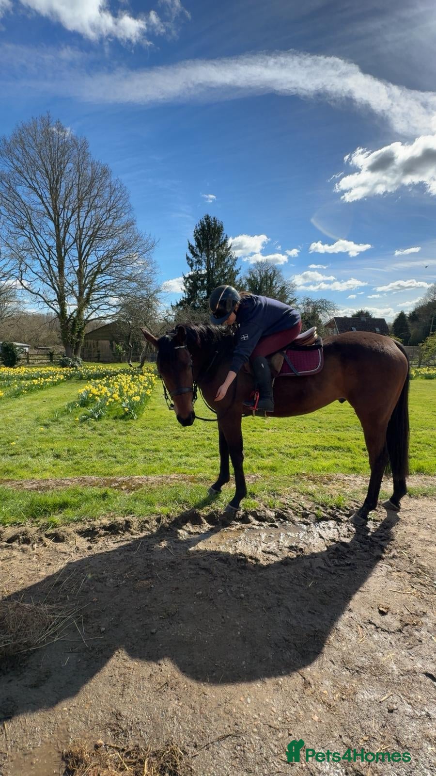 Irish Thoroughbred horses Super safe teenager dream horse  - Advert 1