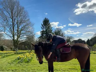 Irish Thoroughbred horses Super safe teenager dream horse - Advert 1