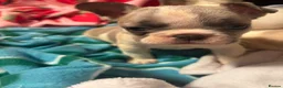 French Bulldog dogs for sale: KC French Bulldog puppies  - Advert 5