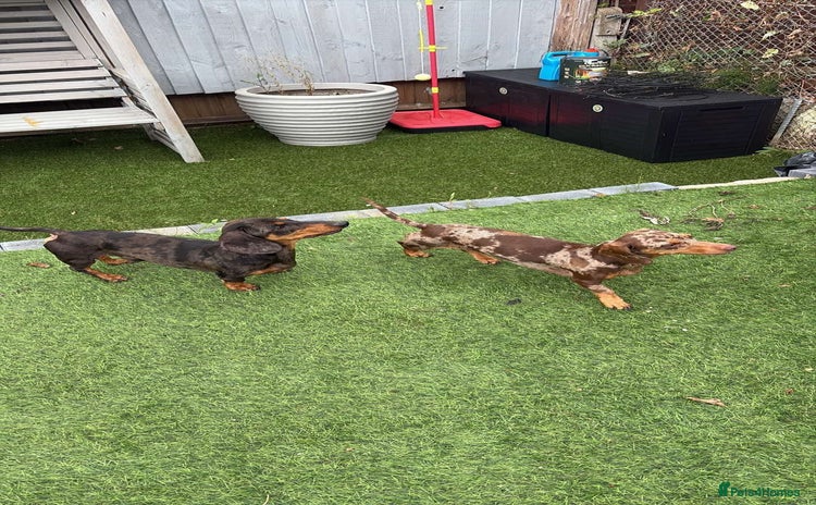 Dachshund dogs - Advert 1