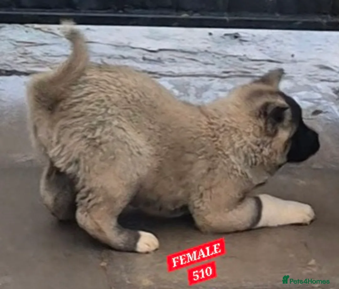 Akita dogs for sale: AMERICAN AKITA FEMALES BLACK MASK BEARS - Advert 6