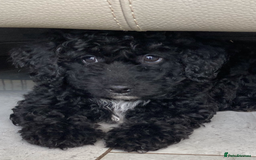 Poodle dogs for sale: Poodle x fully vaccinated  - Advert 7