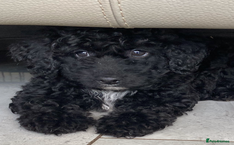 Poodle dogs - Advert 1
