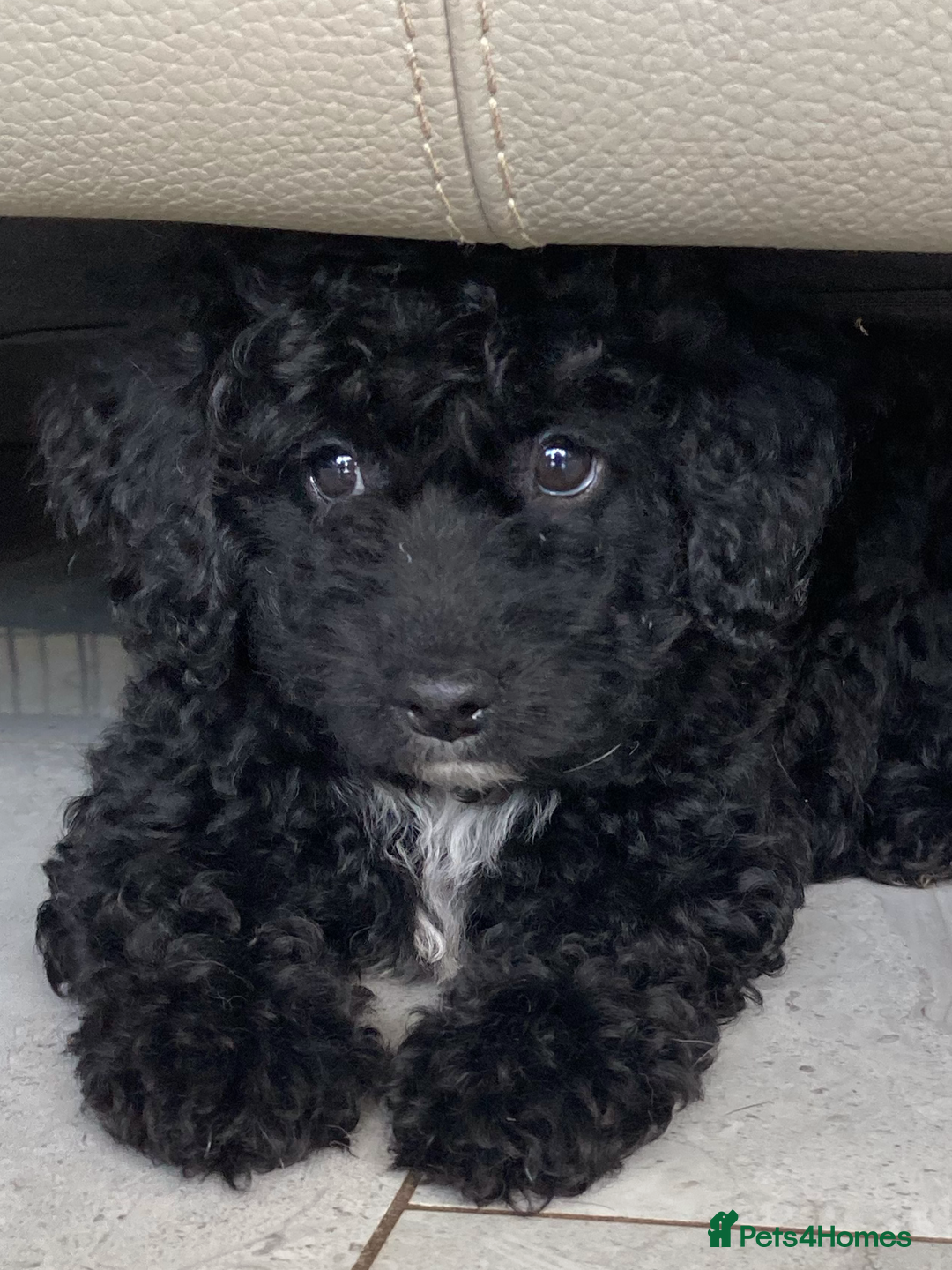 Poodle dogs for sale: Poodle x fully vaccinated  - Advert 7