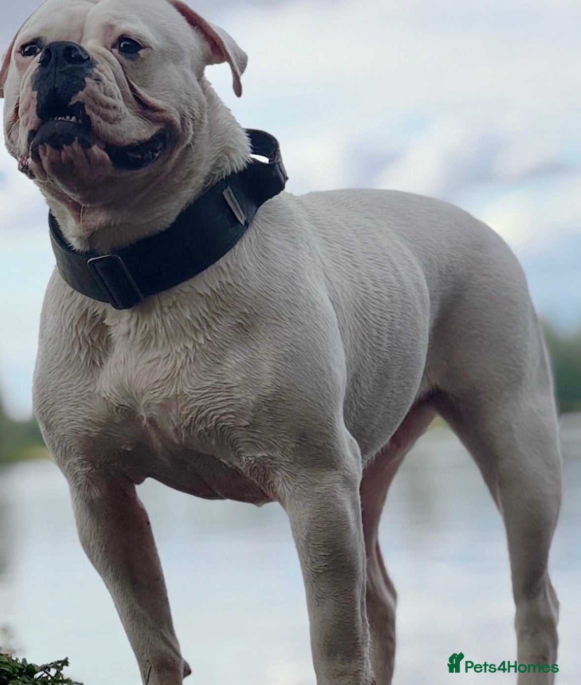 American Bulldog dogs Beautiful Johnson Type American Bulldog Puppies - Advert 1