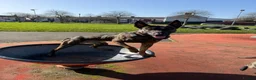 Belgian Shepherd Dog dogs for stud: Dutch herder BRN registered  in Middlesbrough - Advert 5