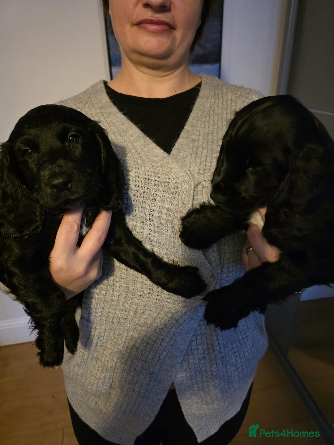 English Springer Spaniel dogs for sale: Spaniel puppies 1 Girl & 3 Boys  - Advert 4