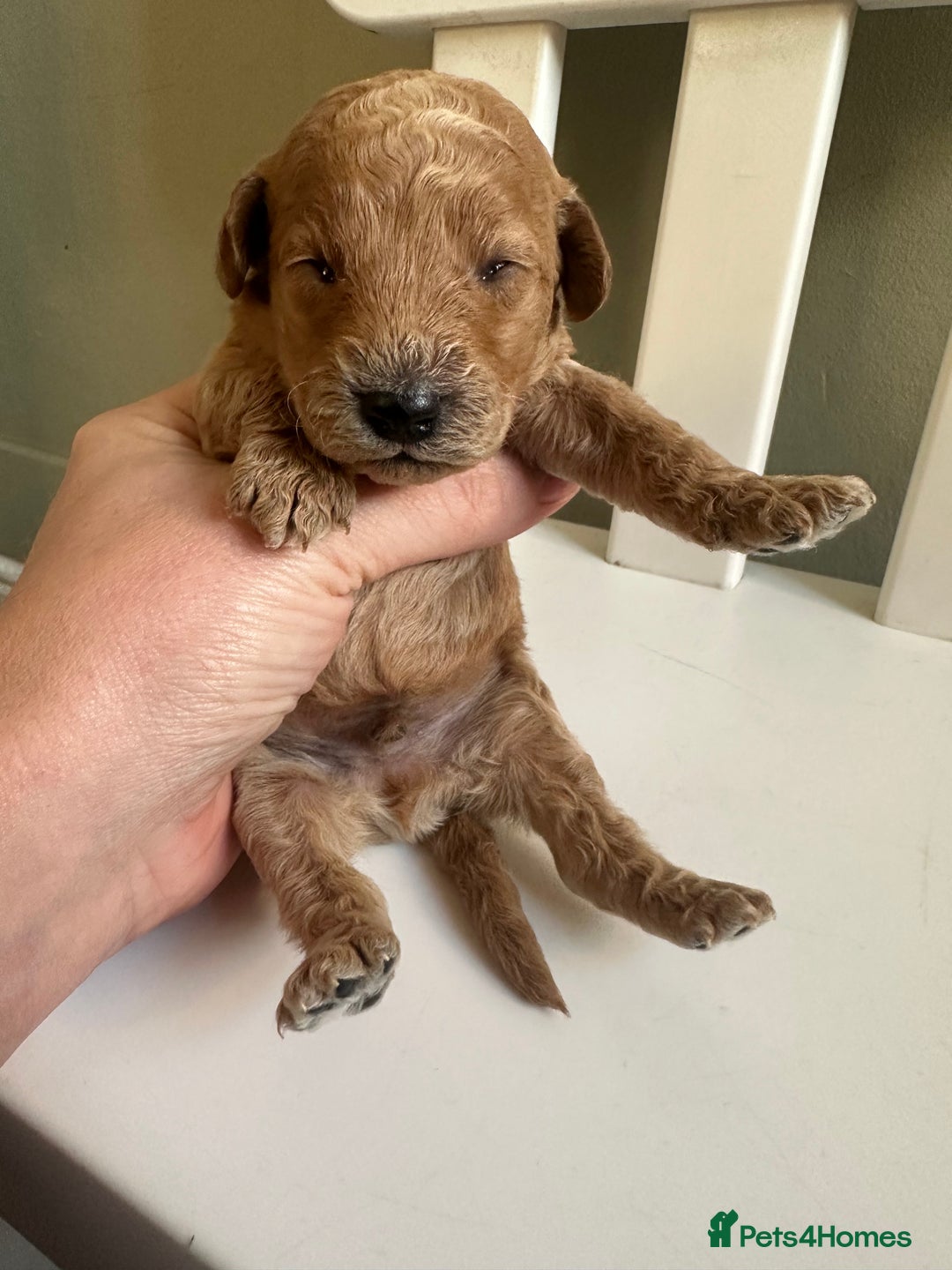 Goldendoodle dogs for sale: Miniature Goldendoodles - Ready Mid December  - Advert 15