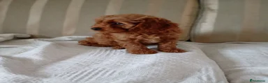 Cavapoo 3