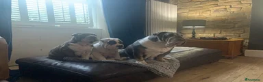 Mixed Breed 2