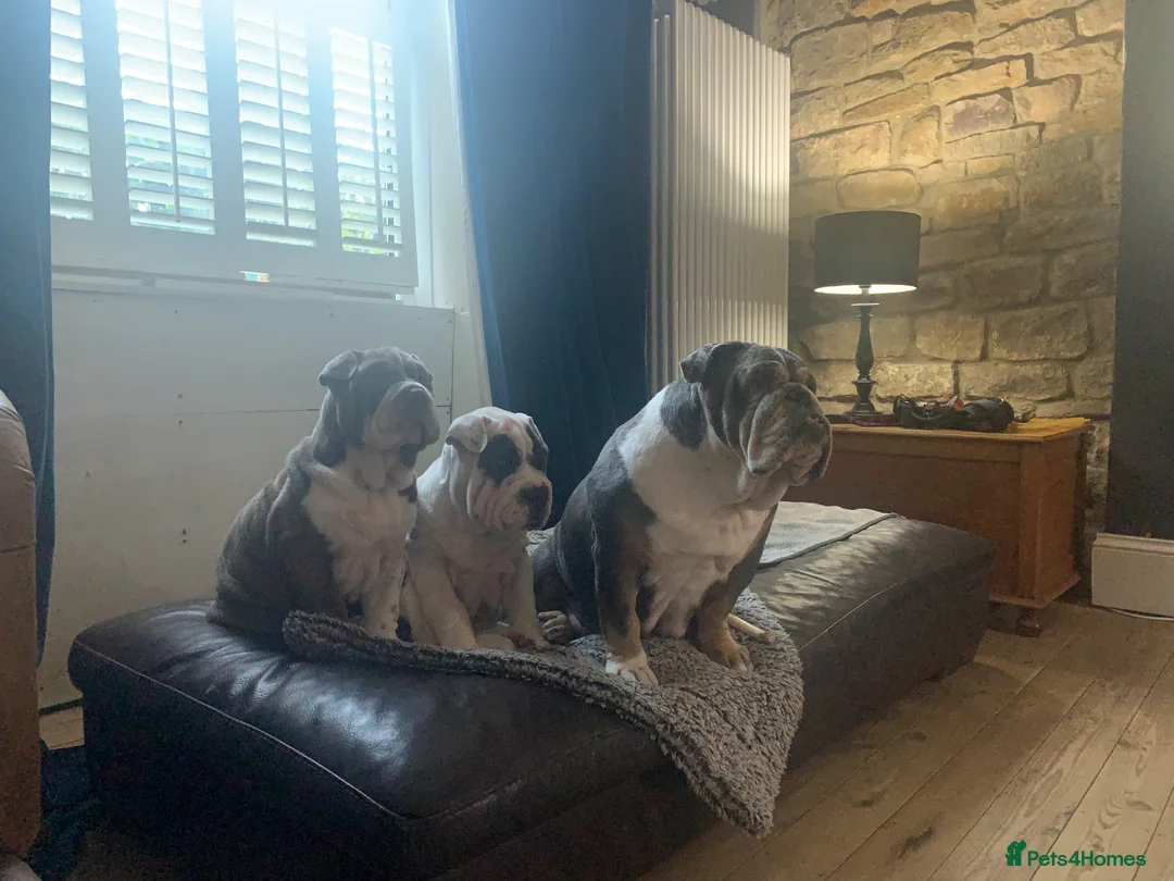 Mixed Breed dogs for sale: English Merle Bulldog/Shar Pei puppies for sale - Advert 2