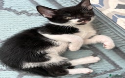 Domestic Shorthair cats for sale: Beautiful friendly Kittens  - Image 21
