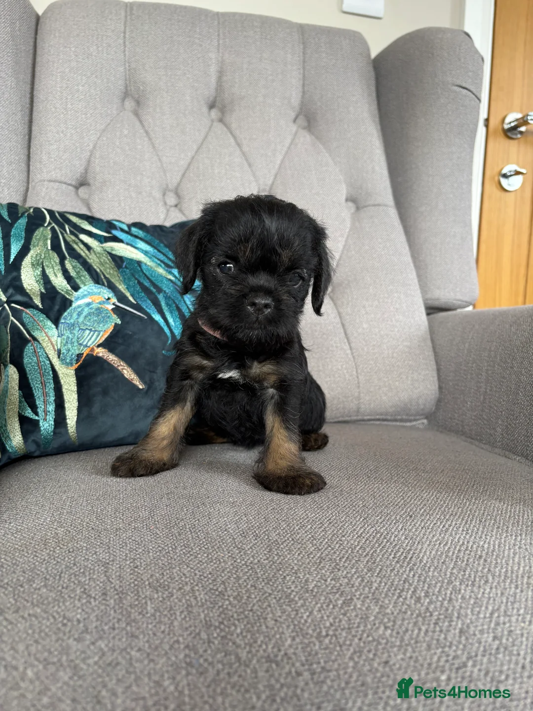 Border Terrier dogs for sale: Pedigree K C Reg Border Terrier Puppies  - Advert 16