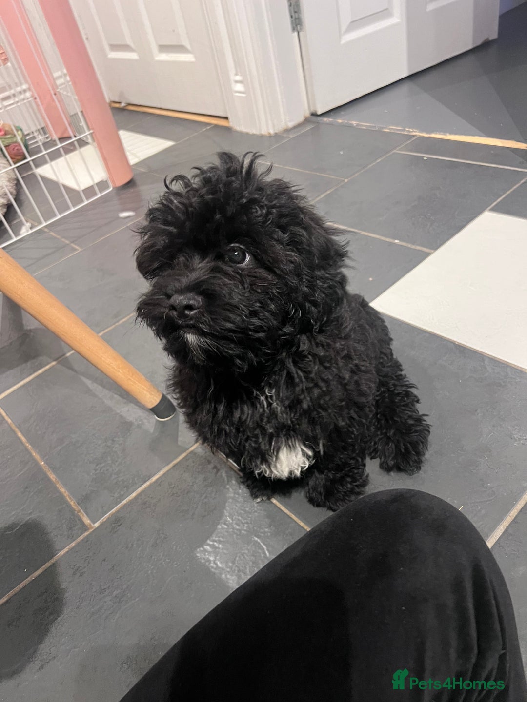 Shihpoo dogs for sale: Beautiful Shihpoo puppies  - Advert 8