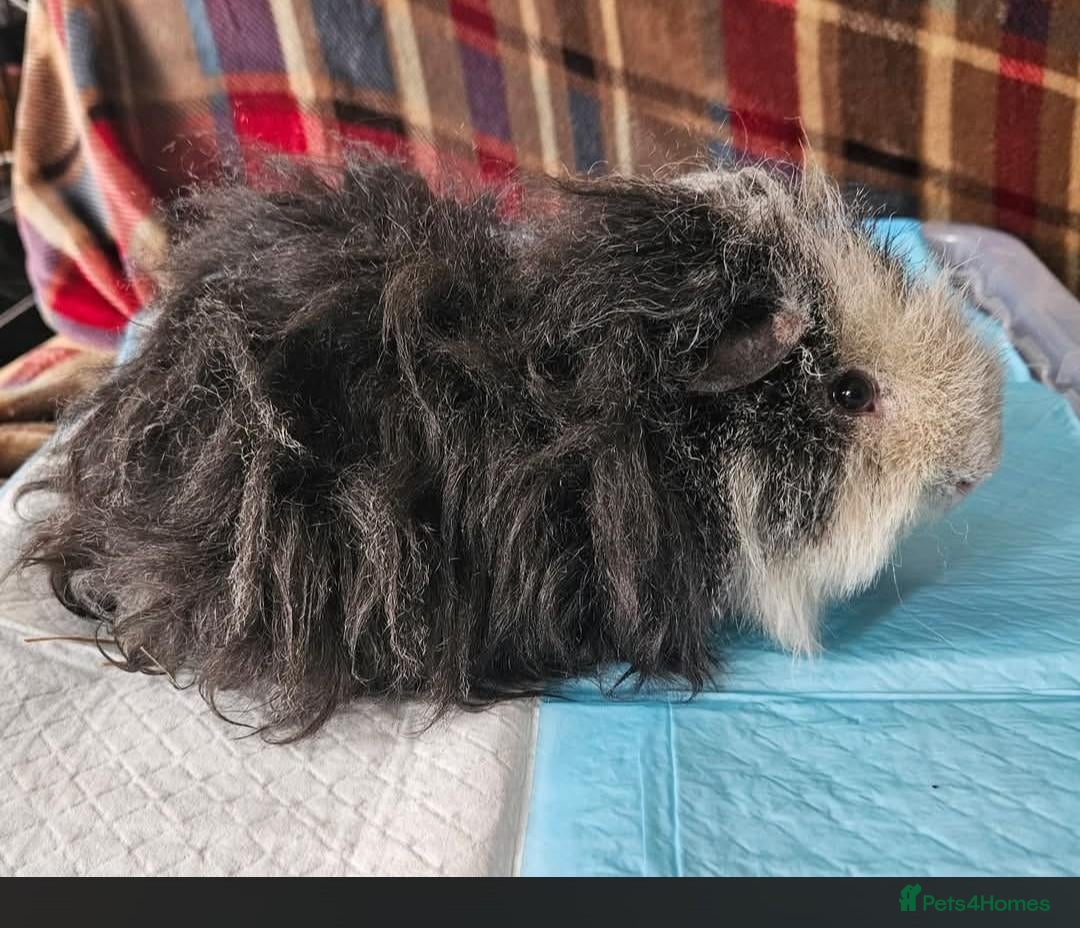 Guinea Pig rodents Beautiful funky boar - Advert 8