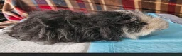 Guinea Pig rodents for sale: Beautiful funky boar - Advert 1