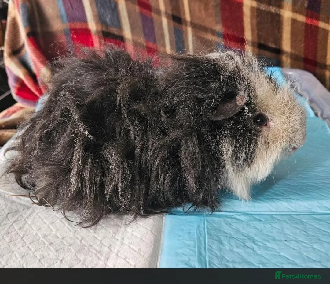 Guinea Pig rodents for sale: Beautiful funky boar - Advert 1