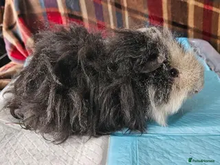 Guinea Pig rodents Beautiful funky boar - Advert 8