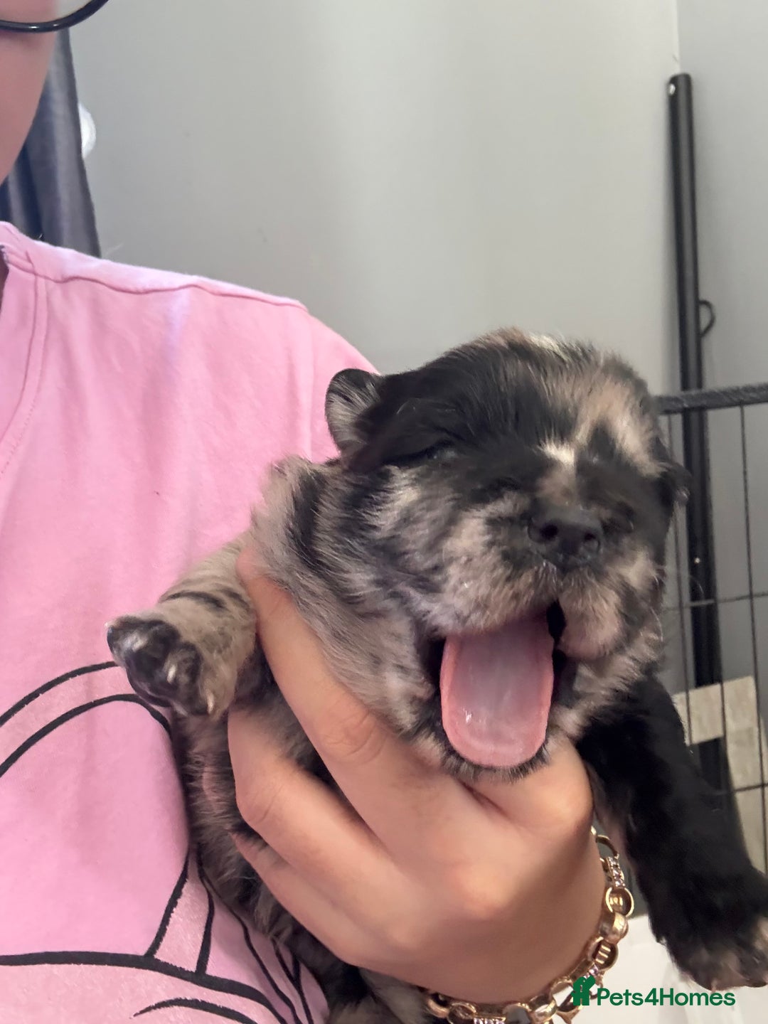 Chow Chow dogs for sale: Merle Chow Chow puppies  - Advert 11