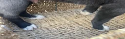 Mixed Breed dogs for sale: Working dogs - Advert 31