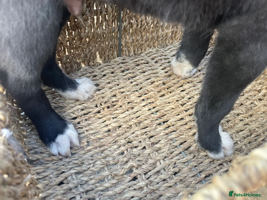 Mixed Breed dogs for sale: Working dogs - Advert 31