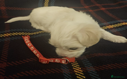 Maltese dogs for sale: 5 Male KC Maltese Puppies - Image 17