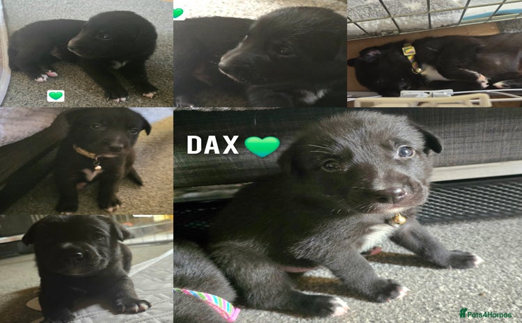 Mixed Breed dogs - Advert 2