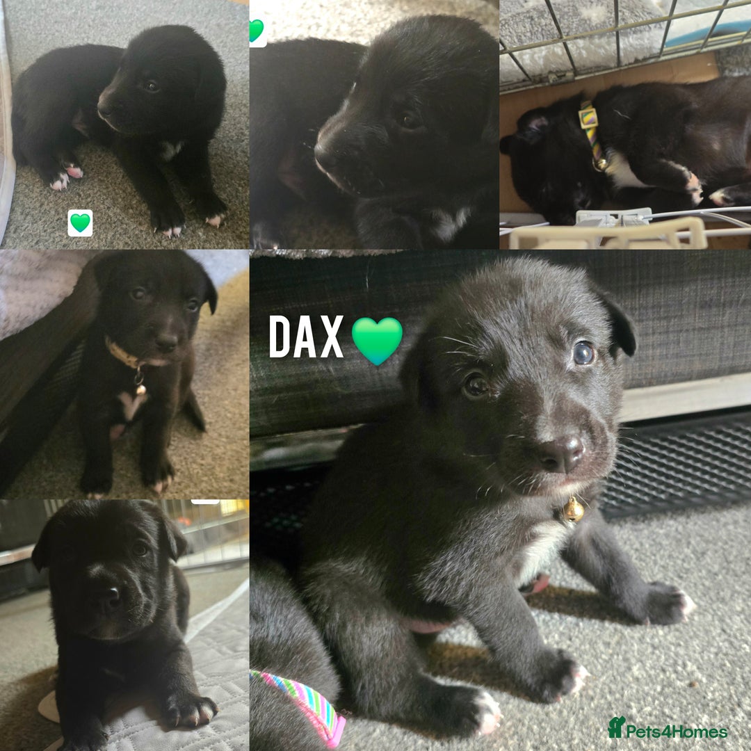 Mixed Breed dogs for sale: Labrador cross puppies  - Image 9